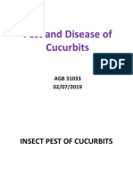 Pest and Disease of Cucurbit