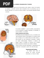 El Cerebro