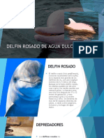 Delfin Rosado