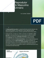 Sistema Reprodutor Feminino, Masculino e Urinário Pronto