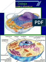 CITOPLASMA