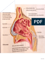 Anatomia de Nariz