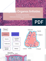 Tejido y Organos Linfoides 2023 Parte Practica