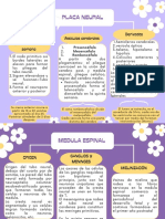 Desarrollo de La Placa Neural y Medula Espinal