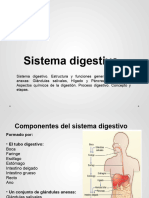 CLASE 10 Sistema Digestivo