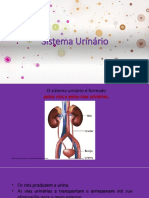 Sistema Urinário