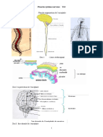 Planche 1 Et 2 Systène Nerveux TS2 23