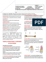 Guia # 1 Grado 7° Funciones, Partes y Alteraciones de Los Huesos