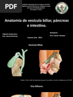 Ananomia de VB, Pancreas Gastrointestinal