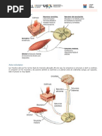 El Sistema Nervioso en Vertebrados