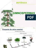 Gimnospermas