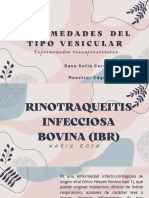 Rinotraqueitis Infecciosa Bovina - Cervantes Camacho Dana Sofía - B2