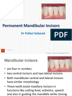 Permanent Mand - Central Incisors