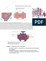 Apuntes Fisiopato Hepática
