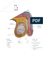 Capas Escroto Y Testiculo