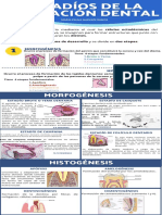 Infografía Estadios de La Formación Dental