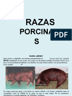 Razas Porcinas