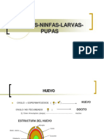 Huevo Larva y Pupa Clase Practica