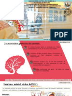 Anatomia y Fisiologia Del Cerebro