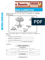 La Cadena de Alimentacion para Tercero de Primaria