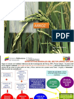 Siembra de Arroz UNEFA 2016