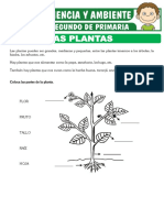 La Planta y Sus Partes para Segundo de Primaria