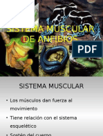 Sistema Muscular de Anfibiosfinal