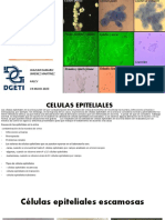 Atlas de Sedimiento Urinario