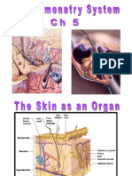 Skin and Its Appendages