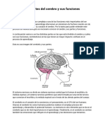 Las Partes Del Cerebro y Sus Funciones