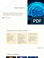 La Corteza Cerebral Zonas y Funciones