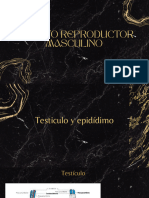 Aparato Reproductor Masculino