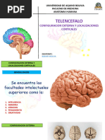 Telencefalo 2022