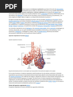 Aparato Respiratorio Humano: Editar