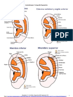 Cartografía Esquemática en Auriculoterapia