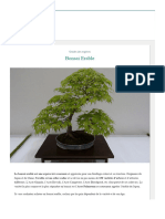 Bonsai Erable Du Japon - Fiche D'entretien de L'acer - Maitre Bonsai