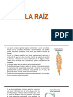 La Raiz