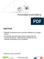 Práctica N°08 Actividad Enzimática