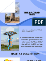 Baobab Tree