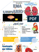 Sistema Renal