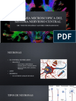 Anatomia Microscopia Del Sistema Nervioso Central