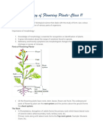 Morphology of Flowering Plants-Class 11