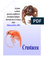 CRUSTACEAAULA1 A 104994