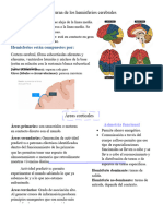 Topografía Externa de Los Hemisferios Cerebrales y Áreas Corticales