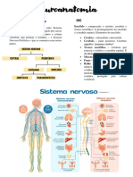 Neuroanatomia Resumo