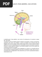 La Glándula Pineal y Demás Glándulas