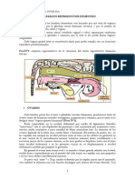 2.aparato Reproductor Femenino Bovino