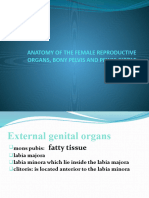 Bony Pelvis and Pelvic Floor