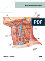 Flashcards - Irrigacion de La Cabeza y Cuello