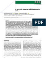 The Plant Journal - 2021 - Pedroza Garcia - Cell Cycle Checkpoint Control in Response To DNA Damage by Environmental